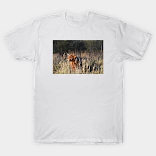 Cow T-Shirt